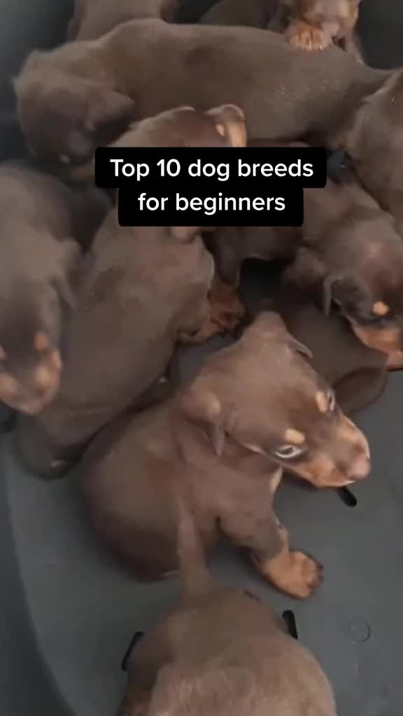 @Dog all Around