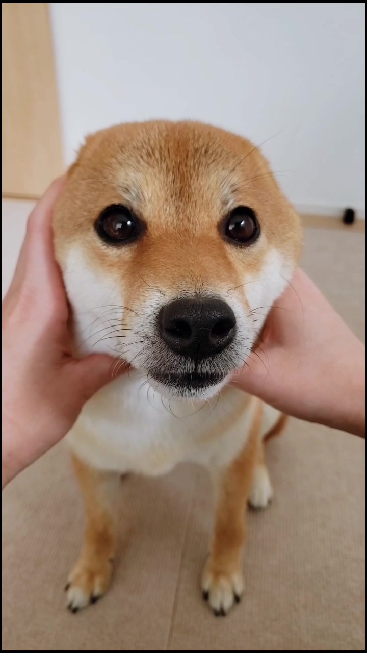 @柴犬コマリ