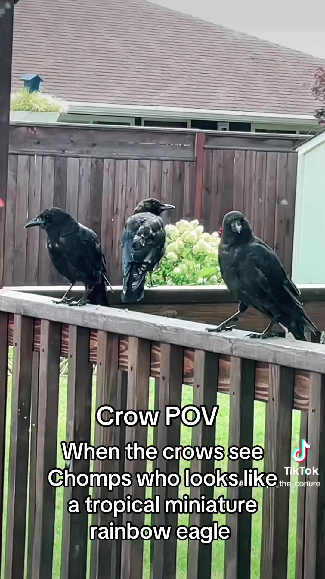 @Chomps