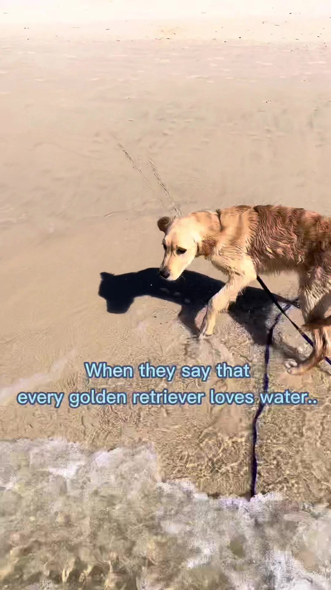 @Scout and Bailey 🐕🐶