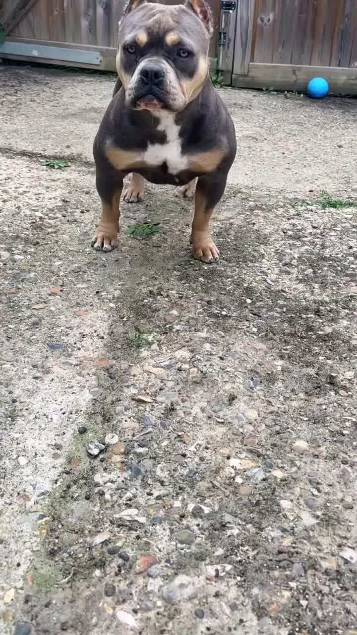 @Loco_bully_squad