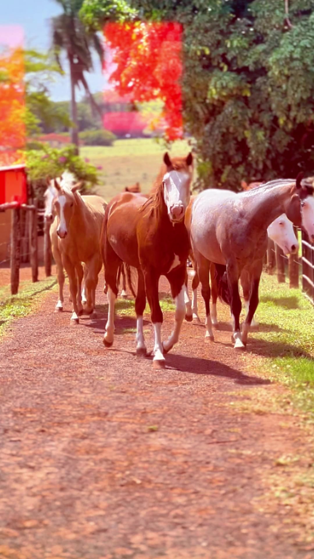 @PRIME HORSE