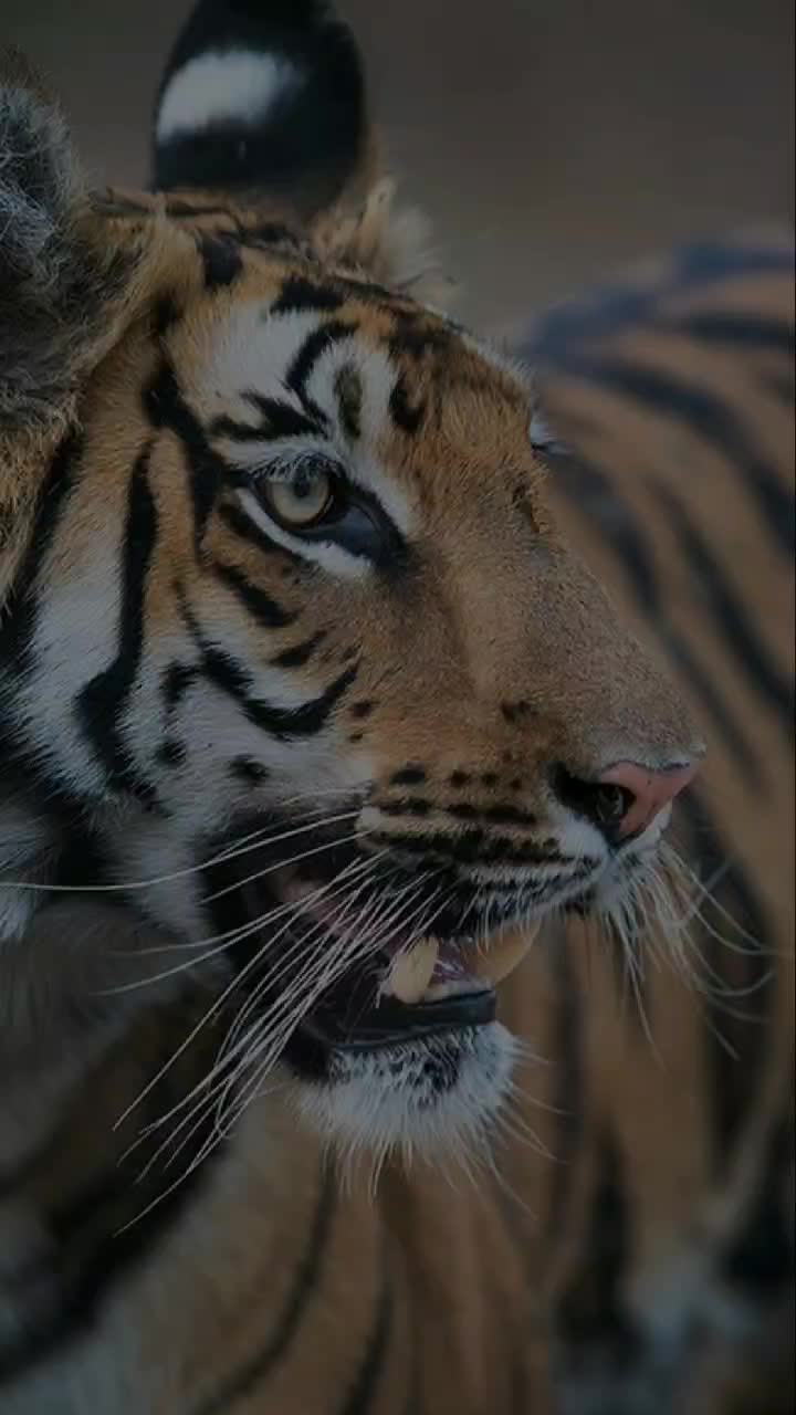 @Prakash ʂʝnħ Thakor