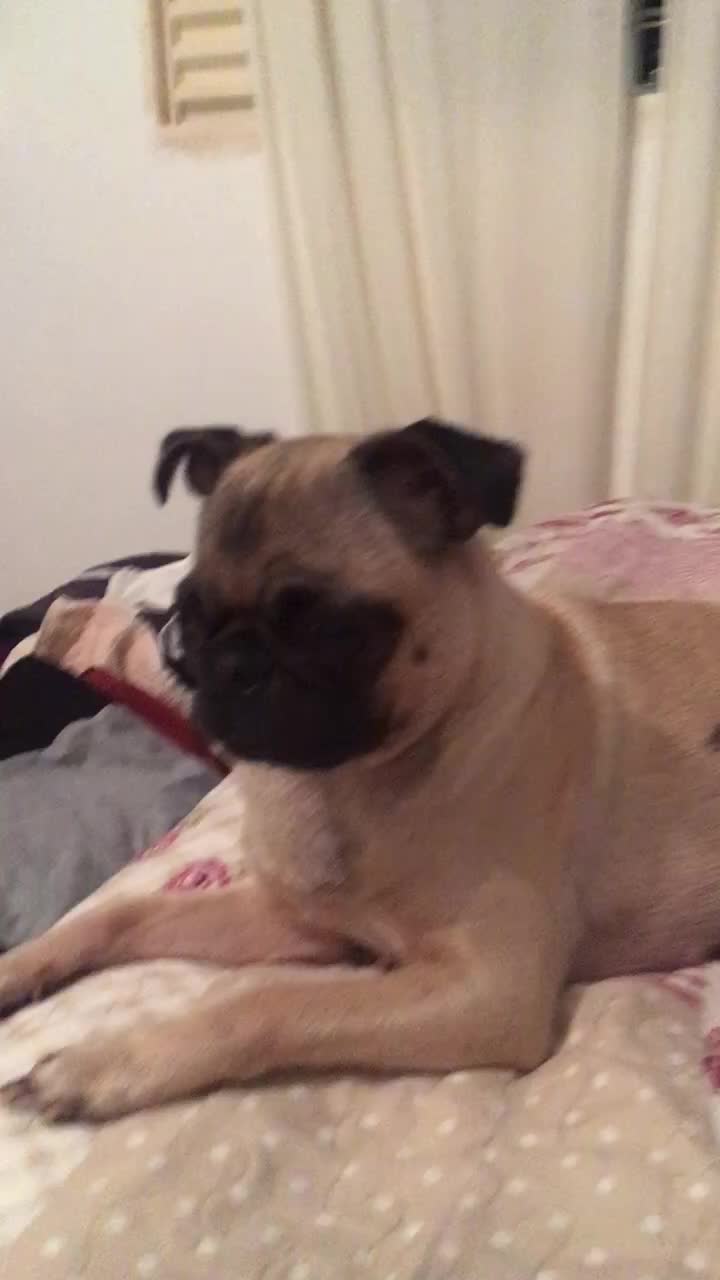 @Pug_kinder