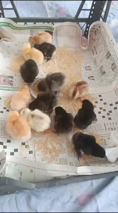 @🇹🇷Gazi mücahit koçak🇹🇷