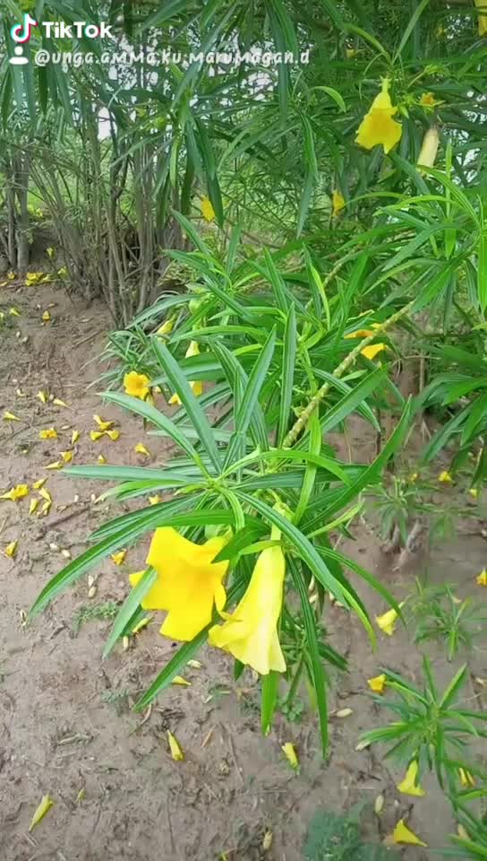 @உங்கஅம்மாக்குமருமகன்