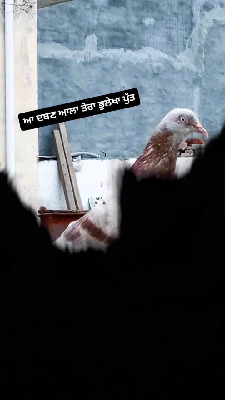 @Prince kainth