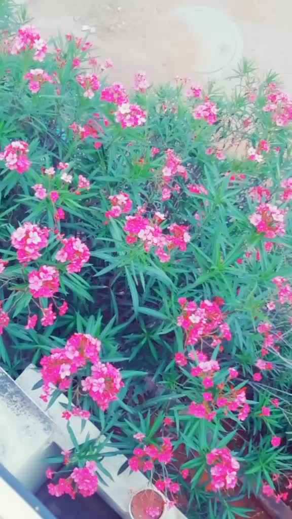 @👑VARDHINI GOUD 👑