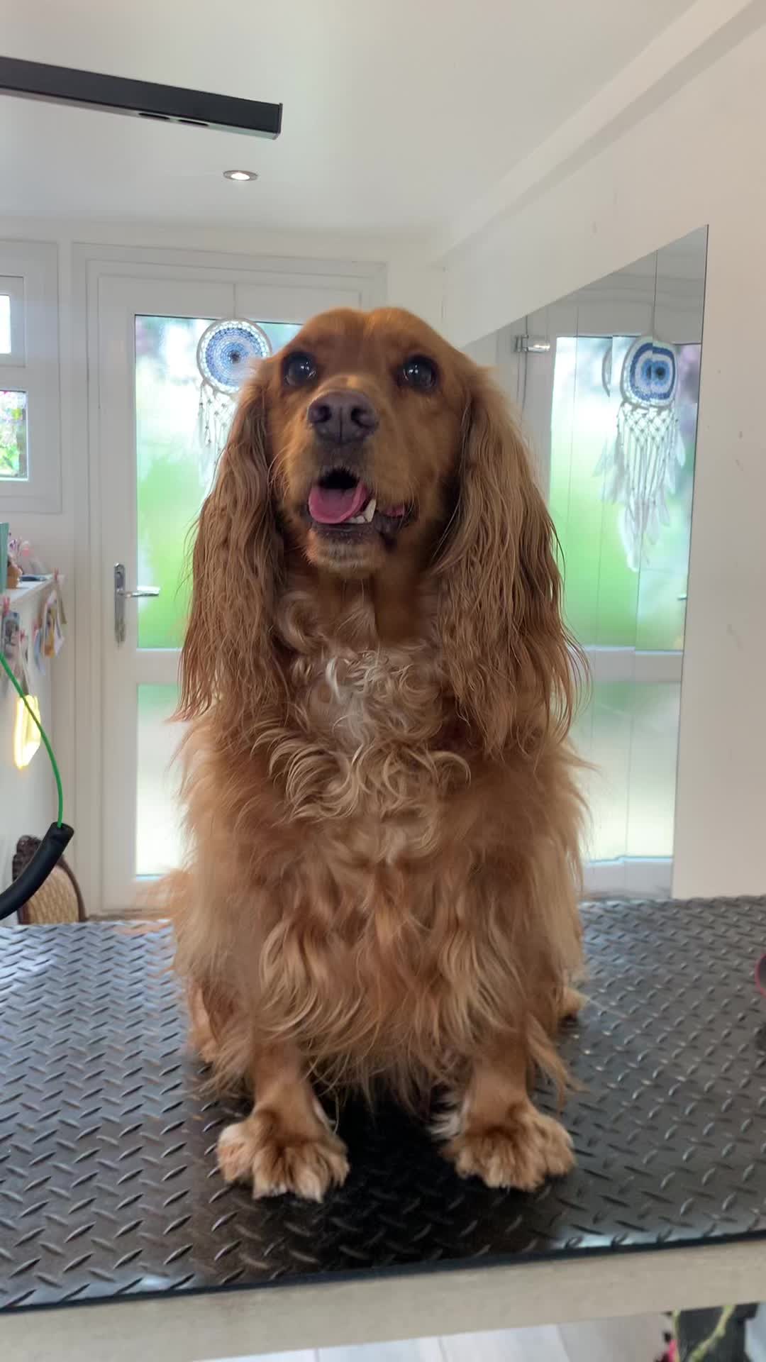 @CheekyCharms🐾