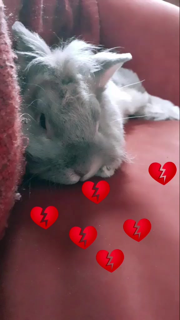 @Dieren lovers 💞