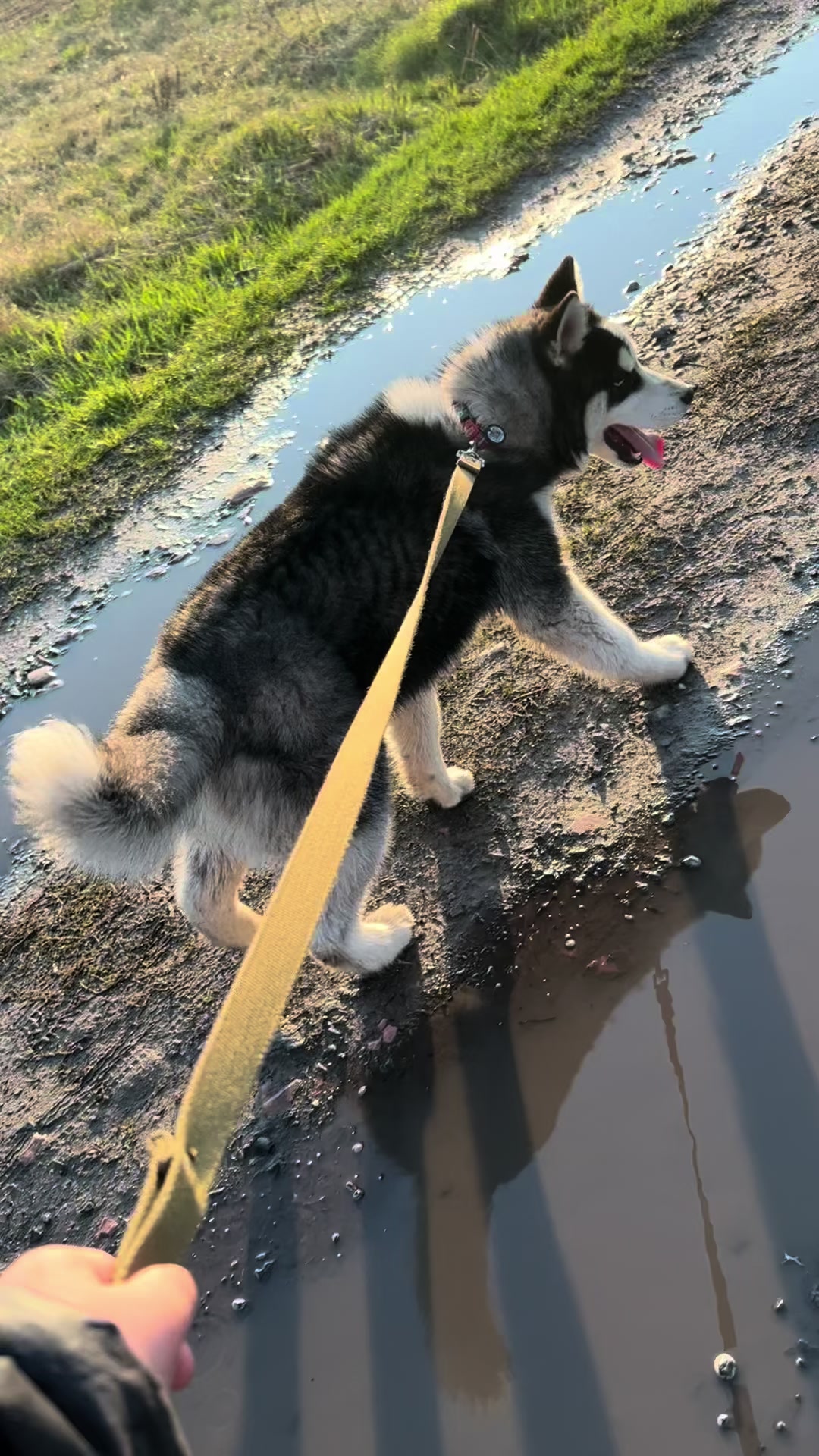 @Той самий Хаскі🐺