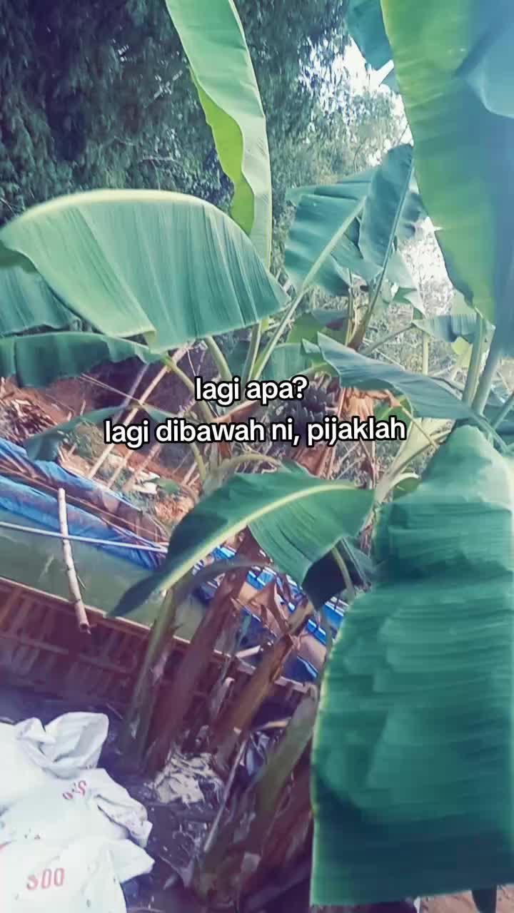 @Hani Rosy