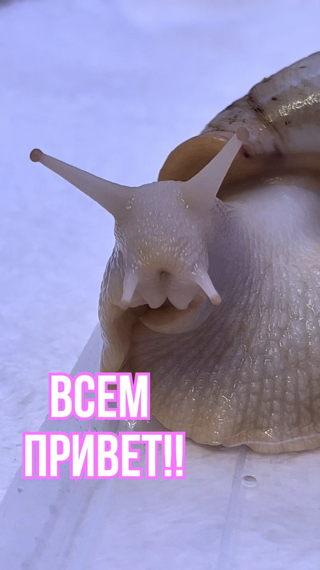 @_.v_snail_v._