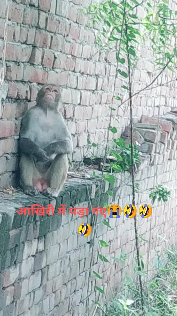 @Baadshah 552