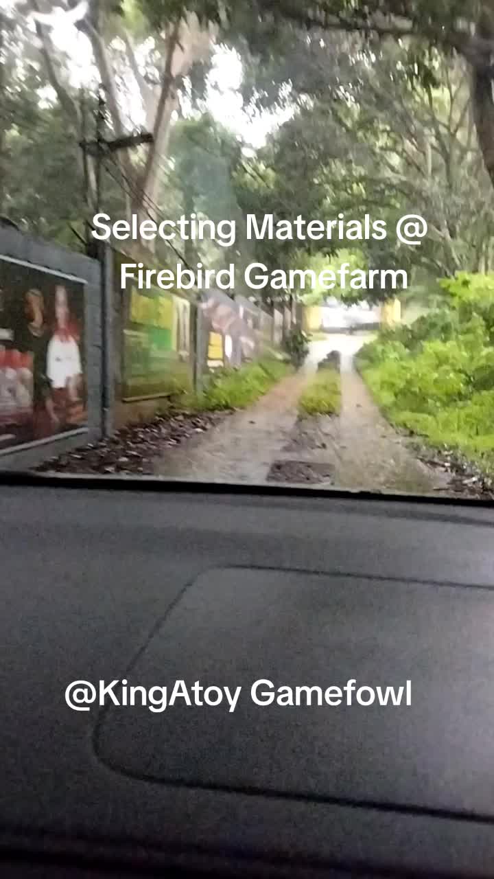 @King Atoy Gamefowl