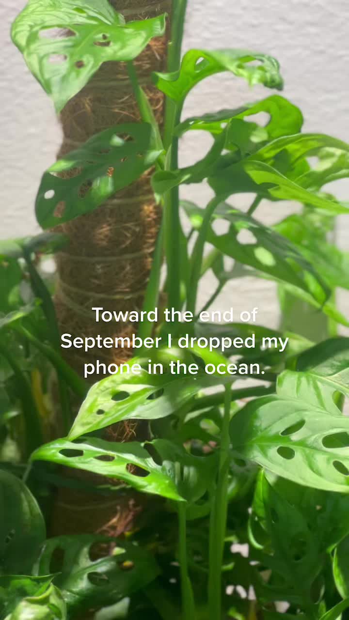 @Island_Plant_Mama