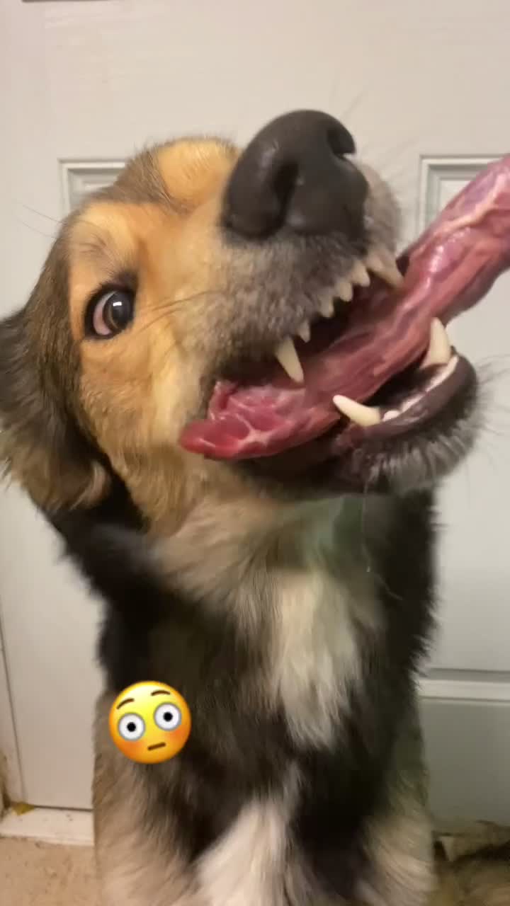 @Bunnies🐰 & Bitches🐕