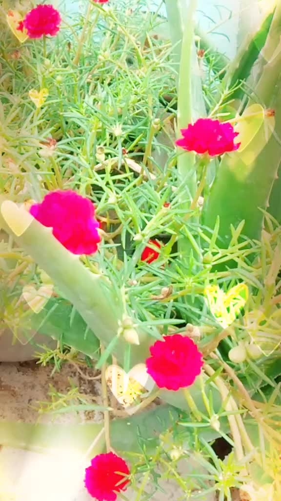 @Lakshmi Gayathri