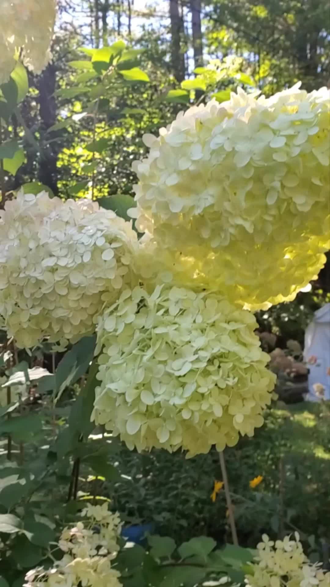@lisaamy8861