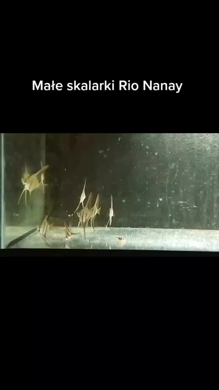 @🐟Mój wodny świat🐟