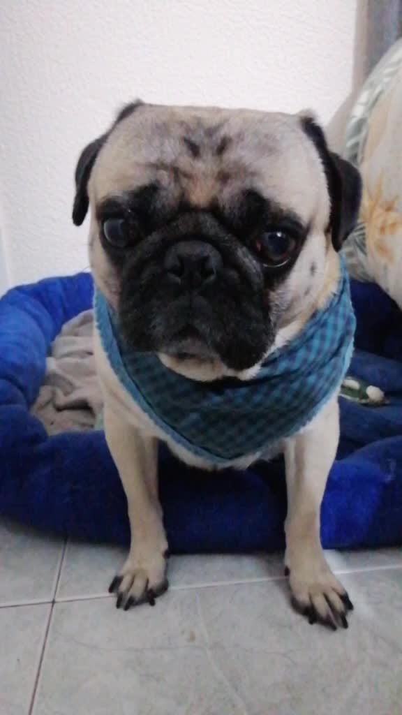 @CHATIRULO 🐶