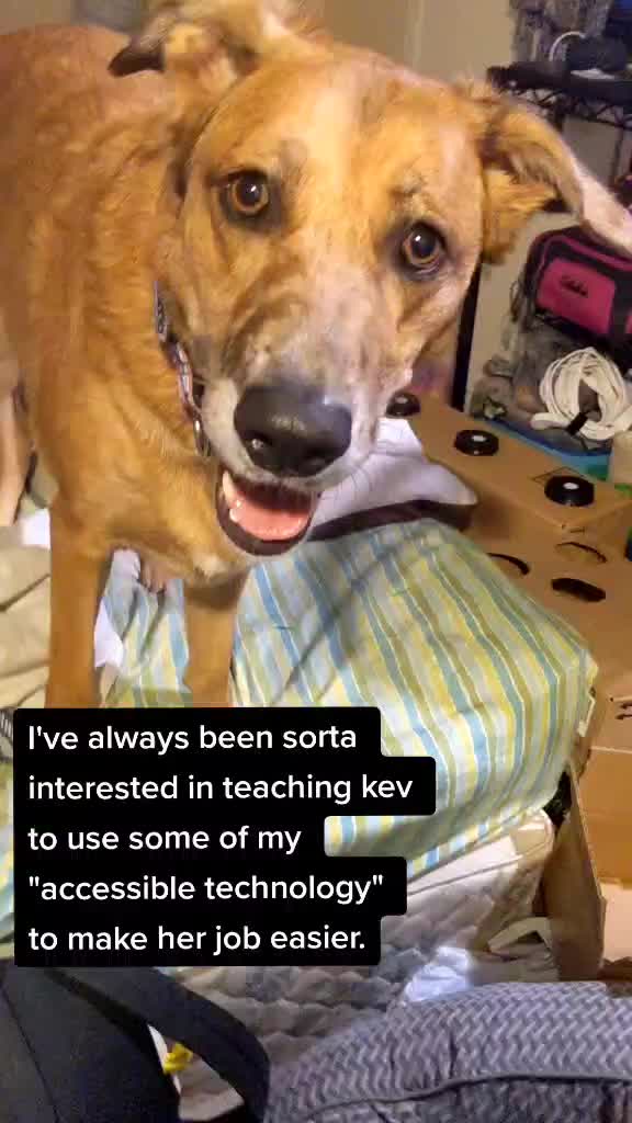 @vaguely.coonhounds