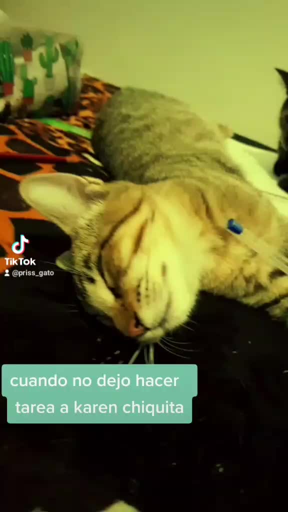 @&hearts;️Priss_Miau_lalocadelosgatos