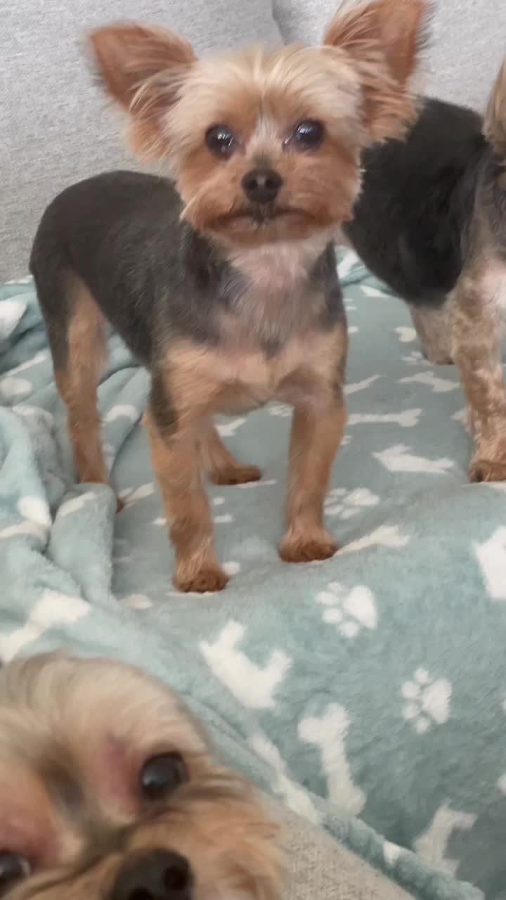 @My_4_Yorkies