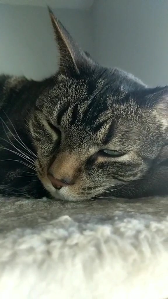 @Greeneyedkitties
