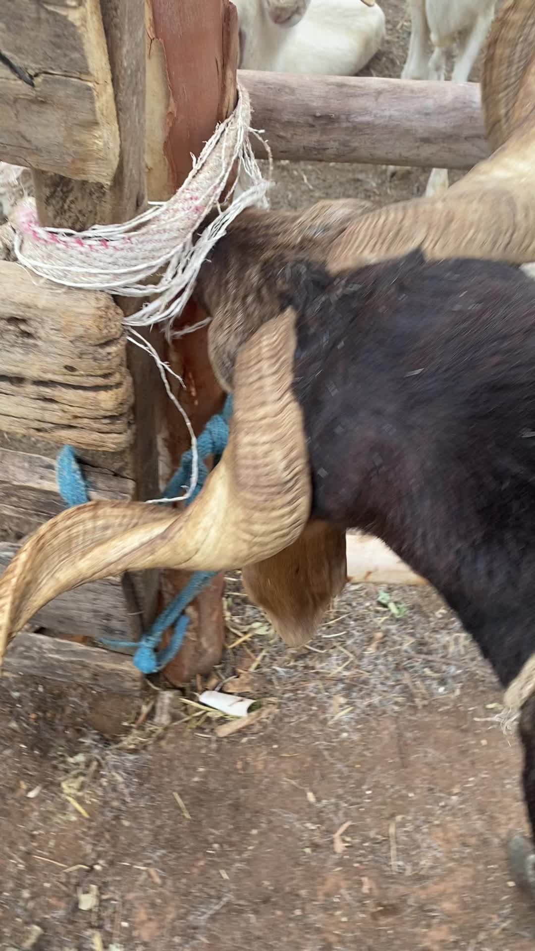 @LE BERGER☘️ÉLEVER💦🥰🇨🇮🇲🇱