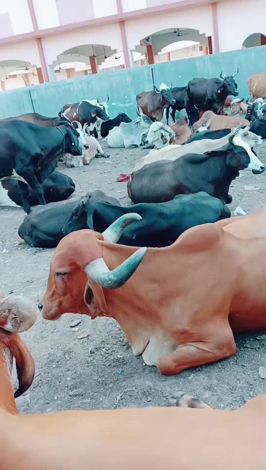 @Tushar Rabari