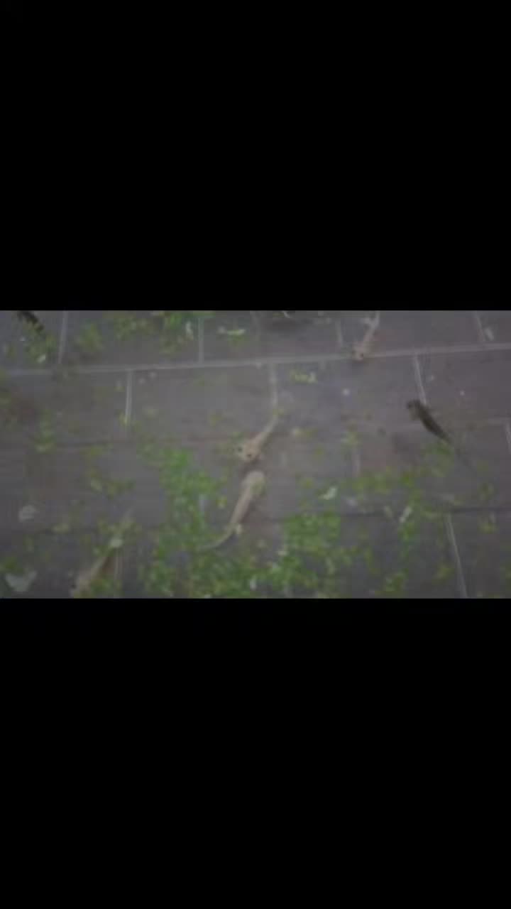 @axolotl üretim