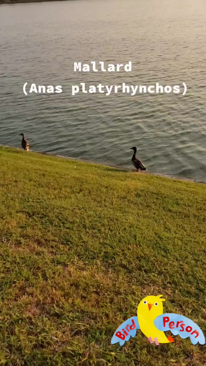 @Emcee Birder