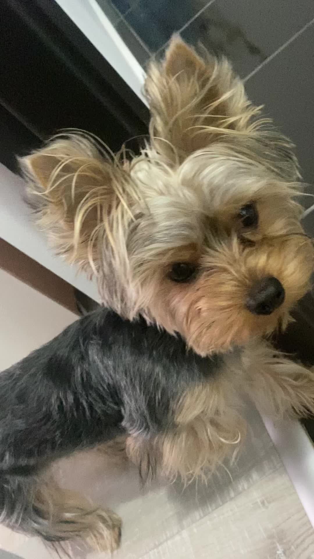 @Yoshi 🐾💙