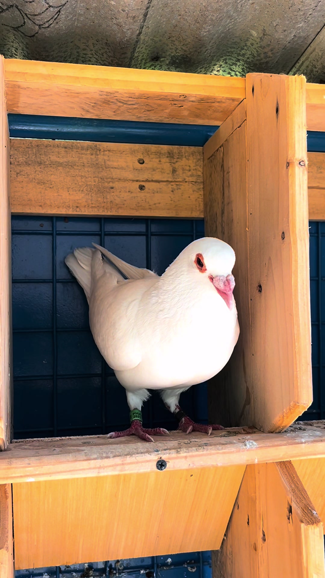 @Double J brothers loft 🕊️