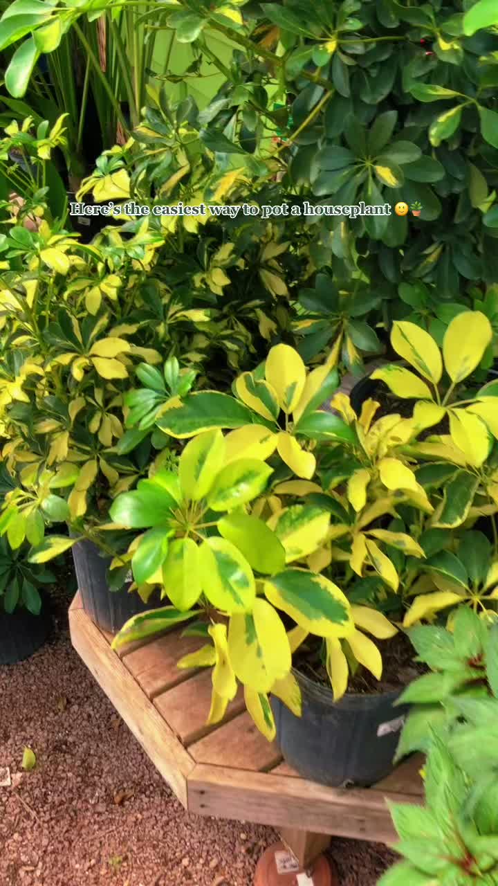 @Plants of Worth