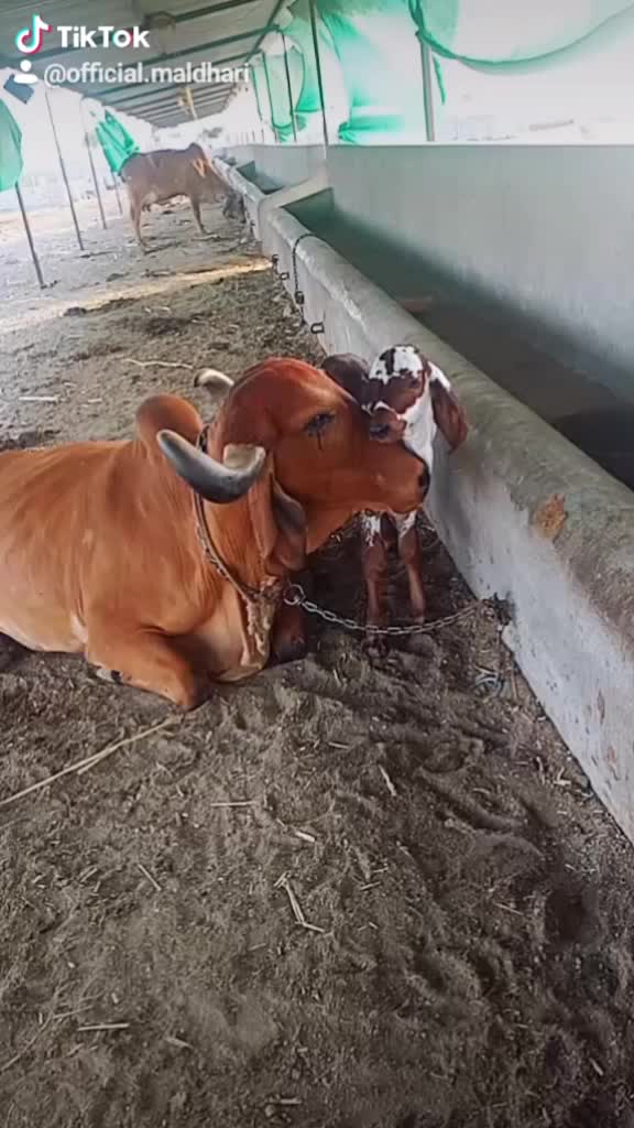 @Mojilo.MalDhari
