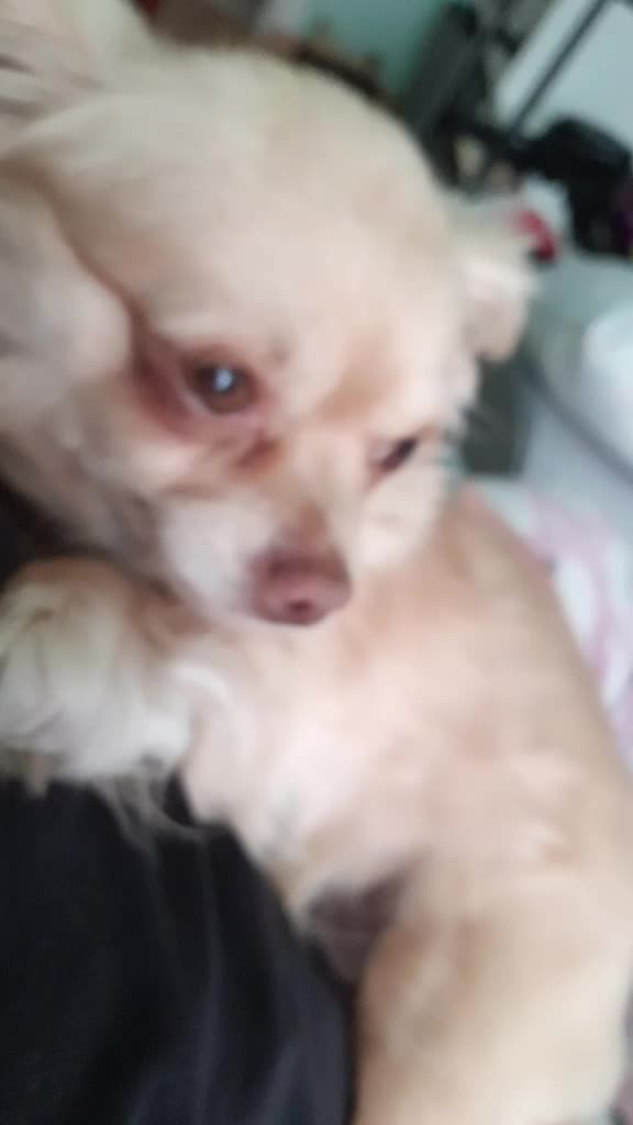 @sissi_dog