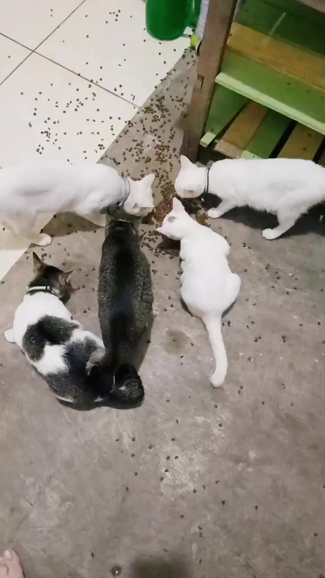@Keluarga Manja R