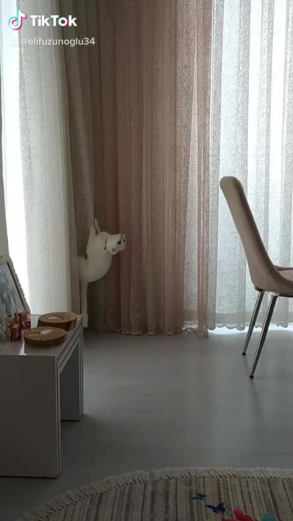 @poncik 🐱