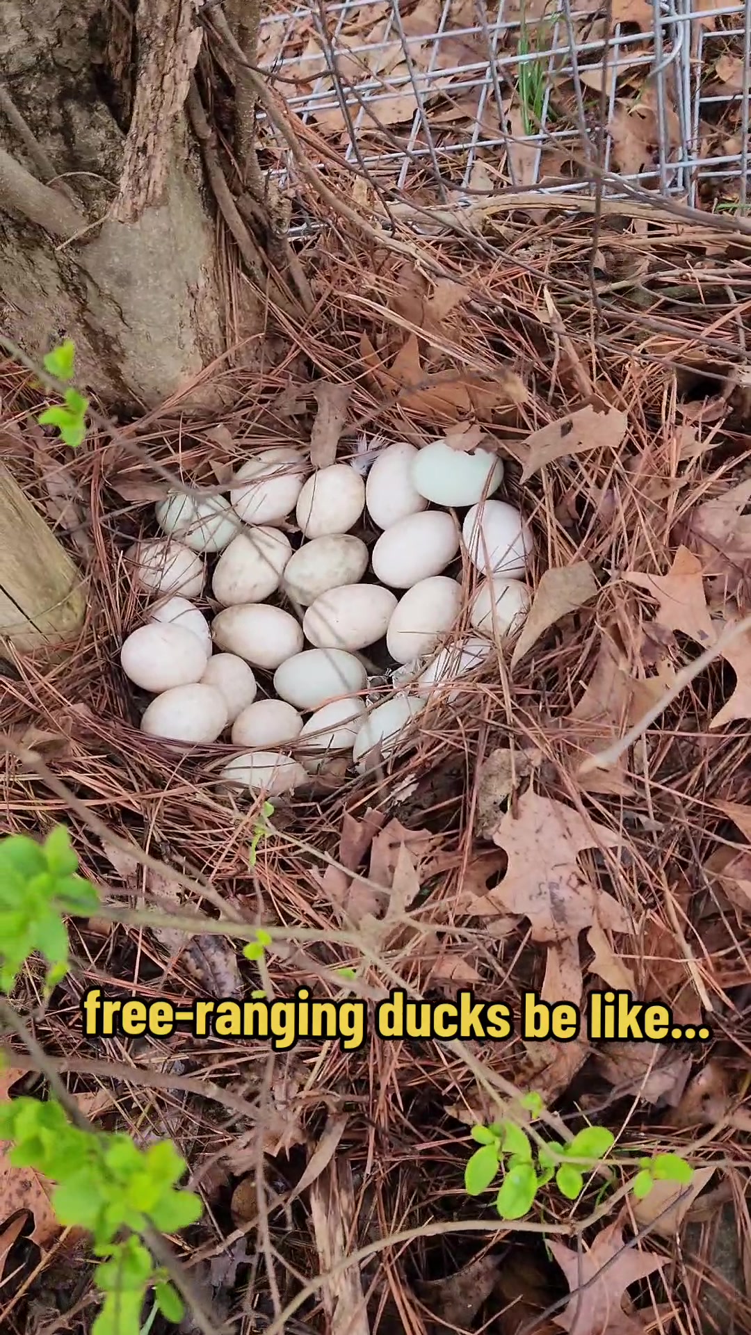 @Maple