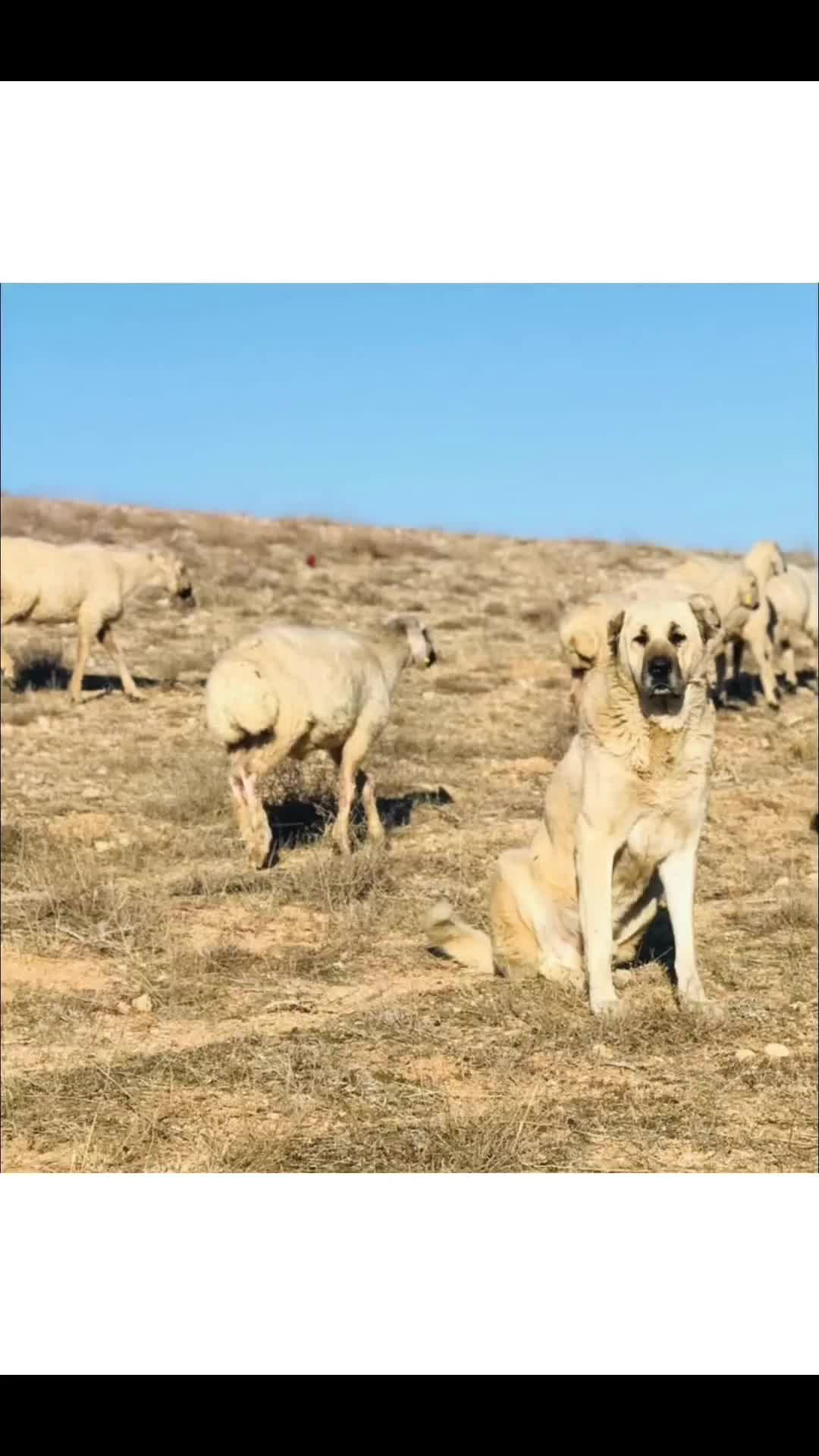 @Ozan Ak&ccedil;ay