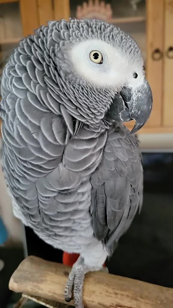 @Ben the bird