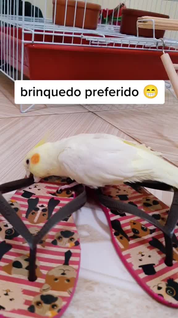 @NarutoCalopsita_Pets
