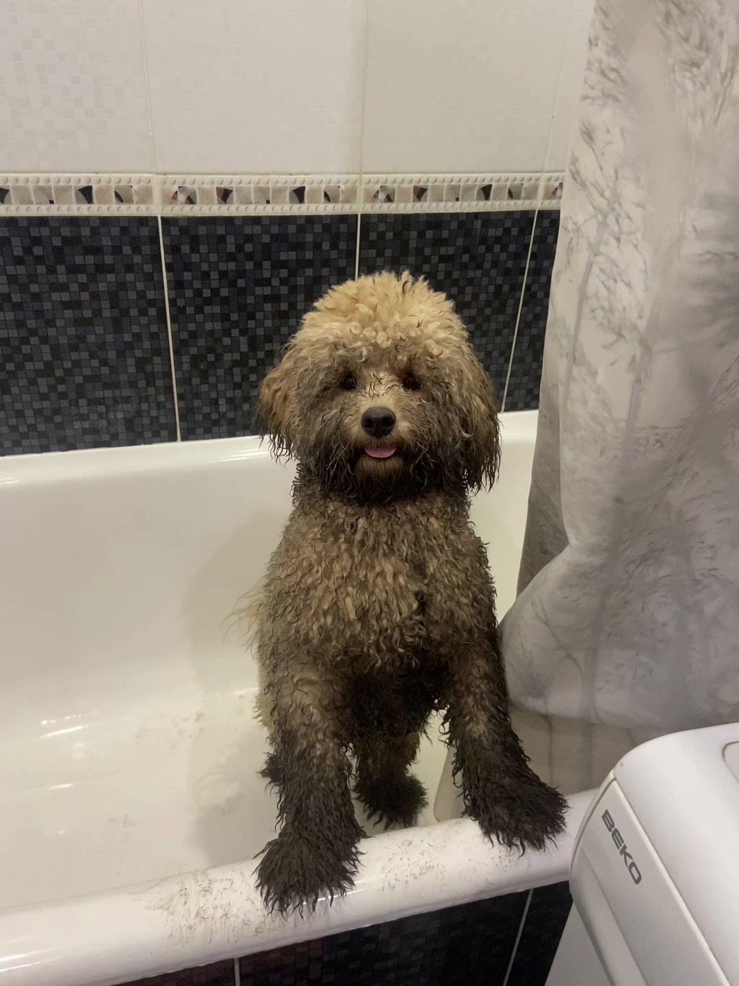 @barney poochon 🐾