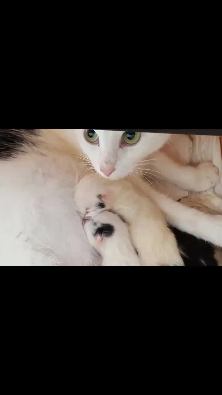 @Dutch Kitten family