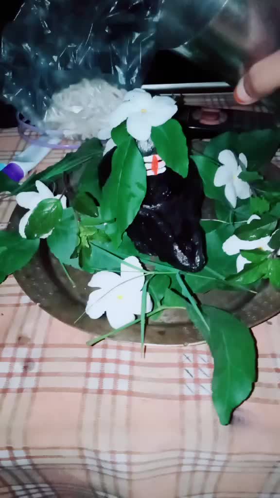 @tanvi412604