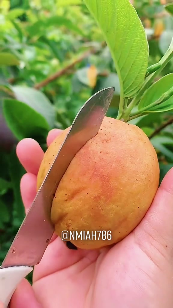@NMiah786