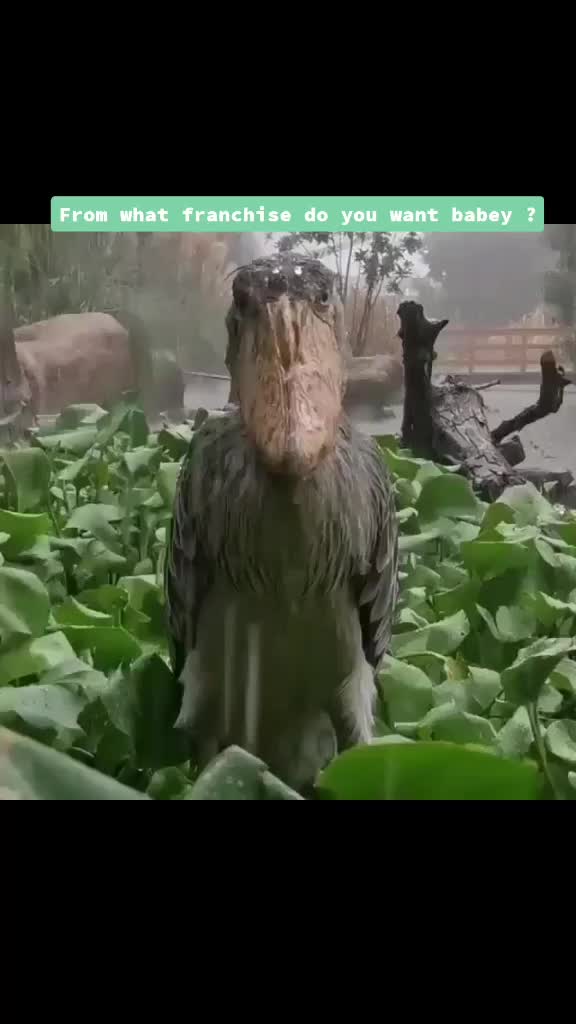 @Squibboo