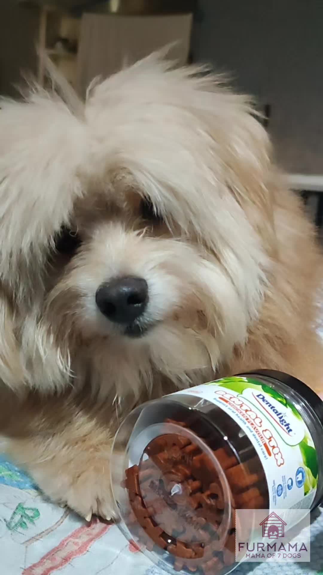 @Furmama